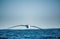 Albatross in flight, front view.  Shy albatross or shy mollymawk, scientific name : Thalassarche cauta