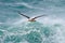 Albatross in fly with sea wave in the background. Black-browed albatross, Thalassarche melanophris, bird flight, wave of the Atlan