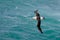 Albatross in fly with sea wave in the background. Black-browed albatross, Thalassarche melanophris, bird flight, wave of the Atlan