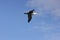 Albatross flying by