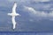 Albatross flying over dark ocean
