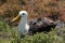 Albatross, Galapagos