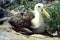 Albatross - Galapagos Islands