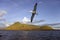 Albatross - Isabella Island - Galapagos Islands