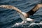 Albatross Landing in Sea