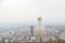 Albatross over background of panorama of Alicante Spain. City view from Mount Santa Barbara with bird