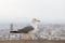 Albatross over background of panorama of Alicante Spain. City view from Mount Santa Barbara with bird