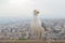 Albatross over background of panorama of Alicante Spain. City view from Mount Santa Barbara with bird