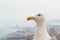 Albatross over background of panorama of Alicante Spain. City view from Mount Santa Barbara with bird