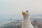 Albatross over background of panorama of Alicante Spain. City view from Mount Santa Barbara with bird