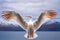 albatross pair flying in harmony, wings synchronized