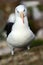 Albatross sitting on the cliff. Albatross with dark blue water in the background. Albatross from Falkland Island. Sea bird