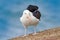 Albatross sitting on the cliff. Albatross with dark blue water in the background. Albatross from Falkland Island. Sea bird albatro