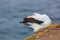 Albatross sitting on the cliff. Albatross with green grass. Albatross from Falkland Island. Sea bird albatross in the nature habit