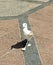 Albatross is walking on the road in Pula port, Croatia