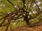 Albero di Ilice - albero  secolare sul vulcano Etna Ilice di Carrinu