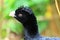 Albert\'s curassow