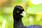 Albert\'s curassow