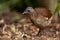 Albert`s Lyrebird in Queensland Australia