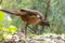 Albert`s Lyrebird in Queensland Australia