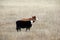 Alberta beef cattle