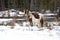 Alberta Wild Horses