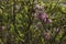 Albertinia heath fynbos flowering Erica Baueri