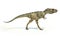 Albertosaurus Dinosaur, photorealistic representation, side view