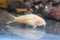 Albino aeneus cory catfish in tank