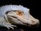 albino alligator