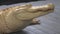 Albino alligator close portrait