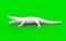 Albino American alligator on green background