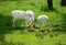 Albino Animals, White Deer