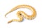 albino asian rock python molurus snake