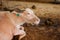 Albino Asian water buffalo in local dairy farm in Southeast Asia