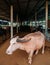 Albino Asian water buffalo in local dairy farm in Southeast Asia