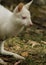 Albino baby bennett's wallaby