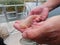 Albino baby catfish on the hand silurus glanis wels catfish black and white specimen in pool