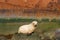 Albino baby fur seal at Grytviken in South Georgia