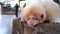 Albino baby skunk