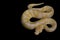 Albino Ball Python