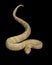 Albino Ball Python