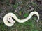 Albino Ball Python Snake Outside