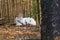 Albino Barking Deer