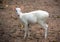 Albino Barking Deer Muntiacus muntjak.
