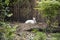 Albino Barking Deer or Muntiacus muntjak relaxing in cage at public park in Bangkok, Thailand