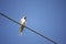 The albino Barn Swallow Hirundo rustica L.