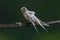 Albino Barn Swallow Juvenile