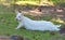 Albino Bennett s Wallaby