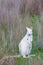 Albino Bennett`s wallaby in meadow on Bruny Island Tasmania